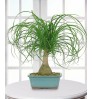 Ponytail Palm Tree with Planter (Nolina)